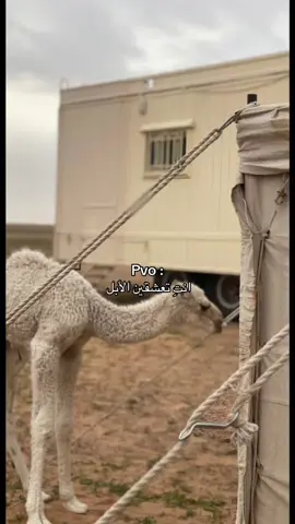 #الابل_عطايا_الله_عشاق_البداوة_🐪😍 #explore #fypシ #الابل #الشتاء 
