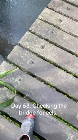 30th of August. #eeltok #eelcheck #eel #eelfeels #bridgecheck 