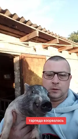 кабан бублик #чиназес #травоядныепоросята #кабанбеляш #кабанпетя 