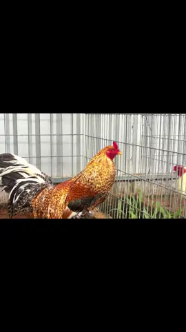 Cú lửa 1x nhanh lẹ , bo tươi lắm anh em ! cồn quay lại là Cú có Gai nha 😅@bao siting @Bà Tuyết Trong Truyền Thuyết @BaoStingShop2 @Baosting_shop #trạigabaosting #baosting #Gabuombaosting 