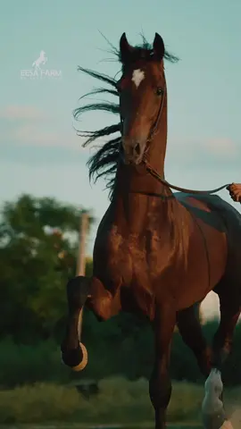 #raees #dutcharness #fyp #horses #equesterian