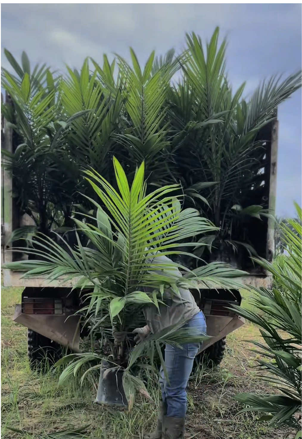 Hasil pupuk agroblen jangan di senggol senggol#sawit #sawitontiktok #sawitriau 