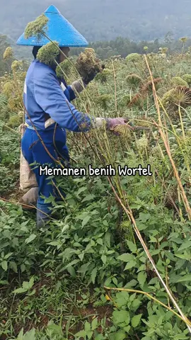 Memanen benih Wortel