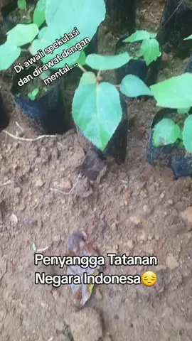 Pertainan tanaman #petani #tanaman #alam 