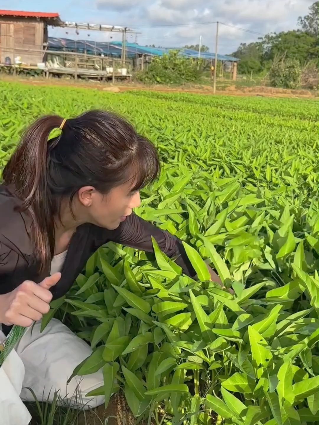 Generasi baru benih kangkung tiga cabang, tumbuh cepat, rasa memang padu. #benihkangkung #tanamkangkung #kangkung #tumis kangkung asin resep