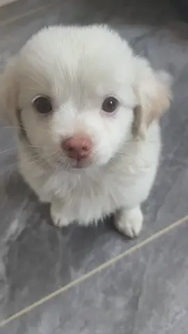 #foryou #viral #puppy #cute #creatorsearchinsights 