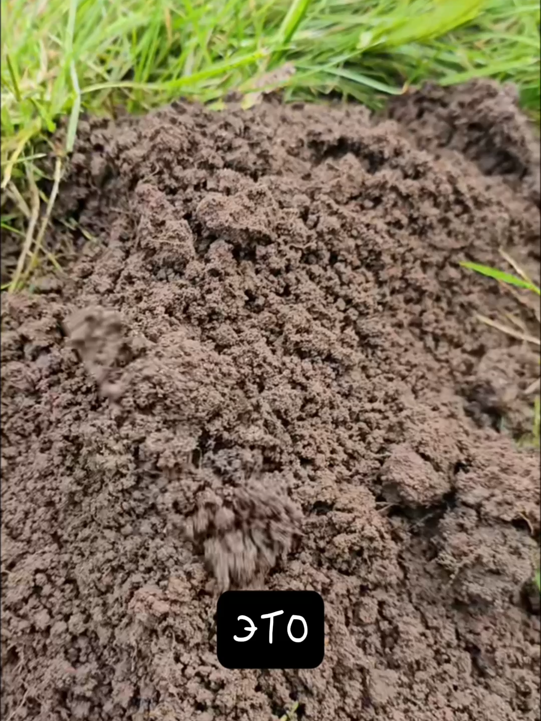 Крот 🙈 Не Слепой Хищник