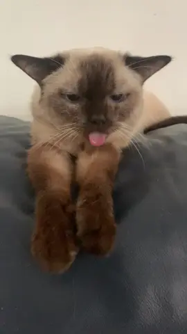 BB aka Derpy #kpdh #derpy #cat #cats #catsoftiktok 