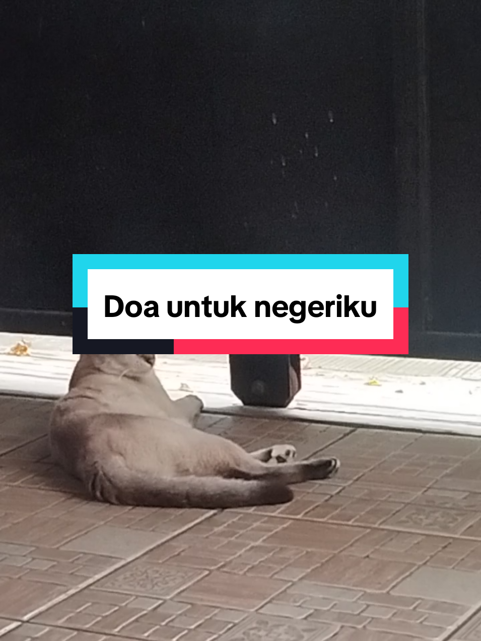 Ya Tuhan, Selamatkanlah negeri kami yang sedang terluka. Satukan hati anak bangsa, Lindungi Ibu Pertiwi dari bencana dan perpecahan. Jadikan Indonesia damai, adil, dan sejahtera selamanya.#IndonesiaDamai #CatLovers #SayangiKucingJalanan #DoaAnakNegeri #DamaiItuIndah 