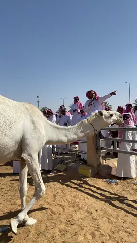 #القصيم #بريدة