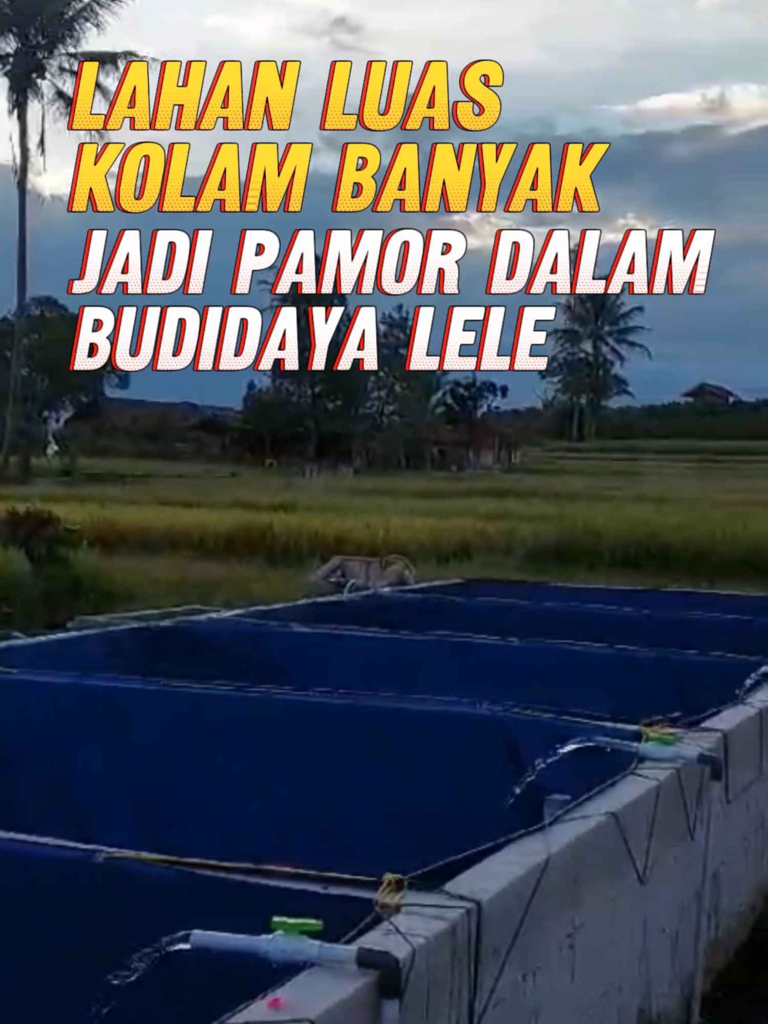 Lahan LUAS kolam BANYAK jadi PAMOR dalam usaha budidaya ikan lele #fyp #kolamlele #kolamikan #kolamikanlele