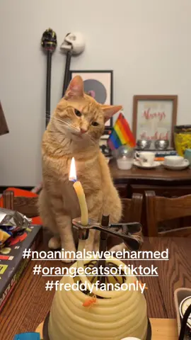 #funnycat 