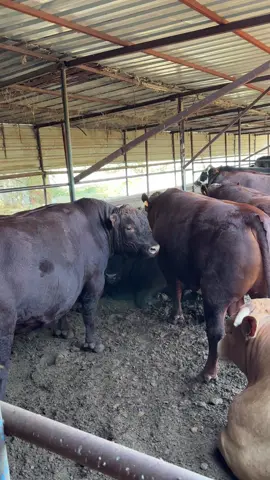 🧿🥩#AGIRBAŞBESİCİLİK #angus #uruguay🇺🇾 #servetağırbaş #keşfet 