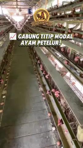 📈 Saatnya Mulai investasi ternak Ayam petelur sekarang! Mau punya ayam petelur tanpa repot? Titip Farm Ayam petelur, kami memudahkan Anda untuk berinvestasi di peternakan Ayam Petelur dengan sistem titip ternak yang aman dan menguntungkan. Cukup titipkan modal Anda, kami yang urus semuanya hingga siap panen! ✨Keuntungan yang Anda dapatkan: ☑️ Perawatan Profesional: Ayam Ras petelur Anda dikelola oleh ahlinya. ☑️ Pantau Setiap Waktu: Update perkembangan secara real-time. ☑️ Hasil Panen Optimal: Nikmati keuntungan tanpa repot. 💥 Investasi mudah, untung maksimal.Yukk!panen telur sambil panen cuan bareng Titip farm ayam petelur 🐔 #ayampetelur #peternakanayam  #fyp #foryou #trending  #agribisnis #bisnisonline #investasipeternakan  #usahapeternakan #foryoupage  #passiveincome #masukberanda #usahamudah #xybca 