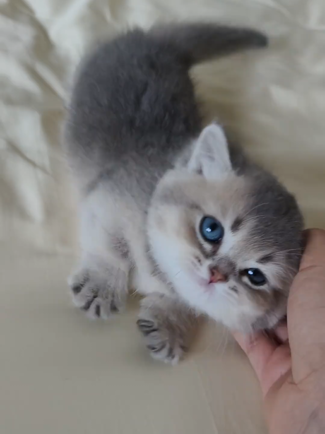 Such a heart-melting kitten.😊#cute #kitten #cats #pets 