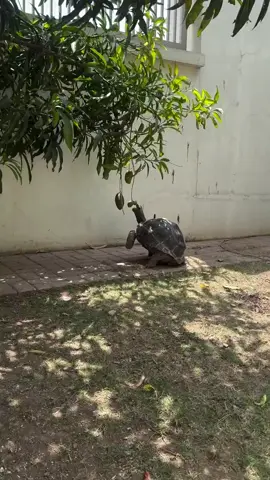 Cute Tortoise like to ear mangoes from the tree  #tortoise #pet #mango #jurassic #fyp 