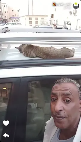 #عمان #البحرين #الشعب_الصيني_ماله_حل😂😂 #عابر_القارات🔕 #cats 