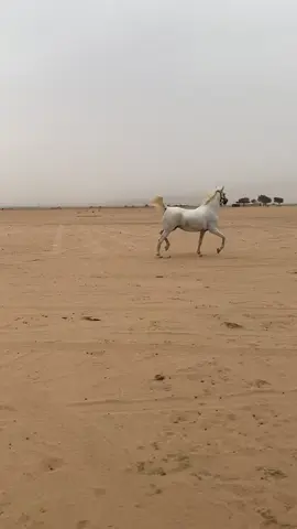 #اكسبلور 
