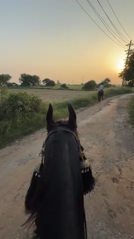 #fyp #viraltiktok #horsesontiktok #fypage #foryou 