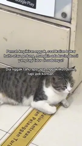 🥀🥀 #demohariini #catlovers #fyp 