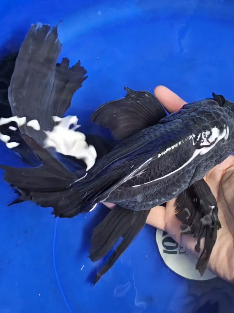 Butterfy import siap kirim seluruh Indonesia bergaransi 100% . #koibandung #koiblitar #koigresik #koiblitarmurah #kedaikoigresik #koijakarta #koijakartapusat #kedaikoifish #hargaikankoi #koiekorpanjang #bekasi #bekasikoi #bekasikoishow #Ikankoi  #garutkoi #garutkoishow #koidepok #platinumslayer #koijakartaselatan #kedaikoi #koiambon #koimaluku #koikalimantan #koisumatra #koipapua #koisulawesi #malaysia 