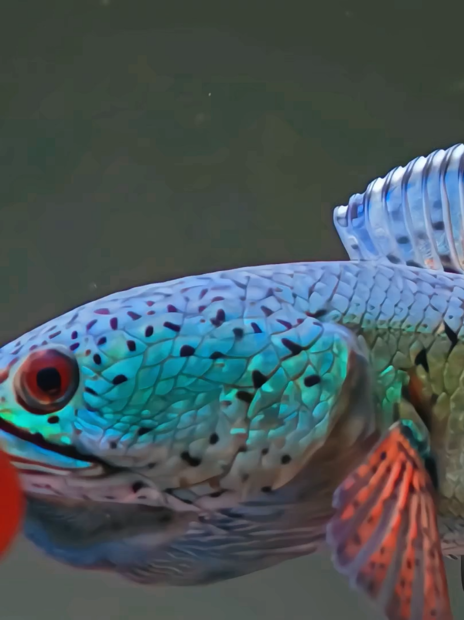 Buset… gantengnya barca satu ini bikin betah nongkrong depan aquarium🛋️ #channabarca #channa #snakehead #predatorfish #ikanpredator #hoby #ikanhias #aquarium #fishtank 