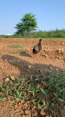 #blackfrancolin#kalateetarkiawaz#virelvideo#foryoupage#unfreezemyaccount
