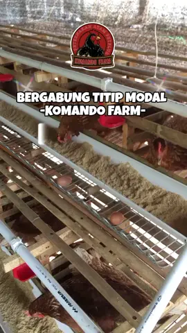 📈🐔Titip Farm Ayam petelur, kami memudahkan Anda untuk berinvestasi di peternakan Ayam Petelur dengan sistem titip ternak yang aman dan menguntungkan. Cukup titipkan modal Anda, kami yang urus semuanya hingga siap panen! #farm #ayampetelur #usahaayampetelur #masukberandafyp #fypage 