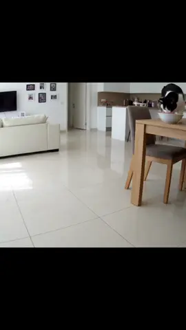 Robot innocente, gatto colpevole: caso chiuso! 🕵️‍♂️🍅 #morecla 