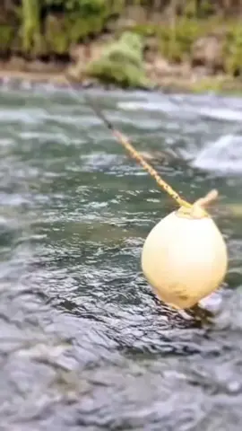 kelapa kuning terbang 4j41b terny4t4 isi tiga jimat sakti #mistis #vidio #viral 