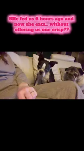 I can’t take one bite without being interrogated by the fluff squad 👀🐶 #DogStare #POVDog #SnackTimeDrama #CrispWatch #DogHumor #CantEatInPeace #DogTok #TikTokPets #FluffyJudges #FoodJudger #RelatableDog #snackattack 