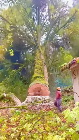 Watch the highlights of giant tree felling #satisfying #asmr #tree #fyp 