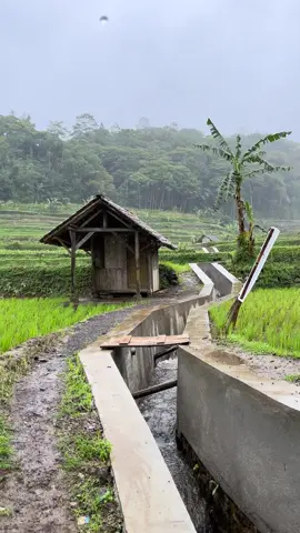Saung di tengah hamparan sawah, tempat sempurna untuk menikmati ketenangan sungai yang mengalir🏚️🌾#SuasanaDesa #storysunda #pedesaan #KampungHalaman #fyp 