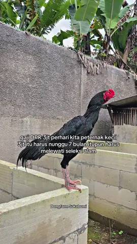 gaada tunjangan lain, ayam sakit gaada bpjs 😂 #dongfarmsukabumi #ayampakhoy #ayampama #ayammangon #ayambangkok 