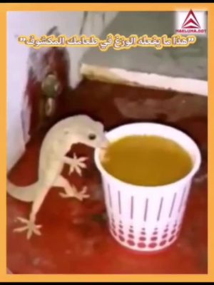 اشتري 1 واحصل على 1 مجانًا
