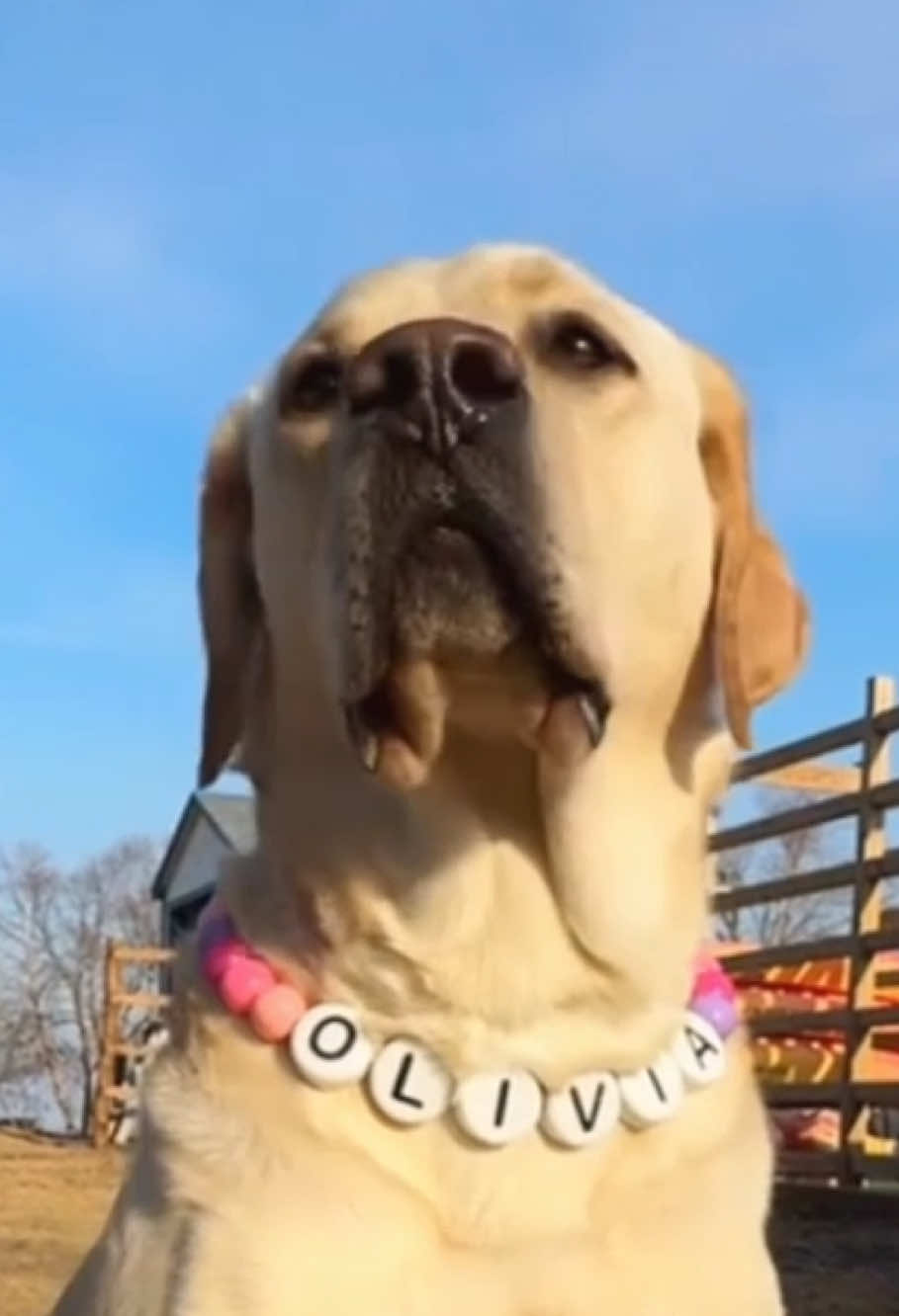 i can have a matching friendship bracelet with my dog#dog #dogsoftiktok#friendshipbracelets #ilovemydog #sweetdog