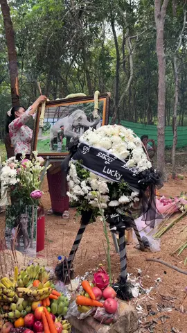 បុណ្យ7ថ្ងៃរបស់ឡាក់គីព្រឹកថ្ងៃទី30/08/25 មានភ្ញៀវចូលរួមច្រើនកុះករ🐘❤️ #ឡាក់គី #lucky #sochenda 