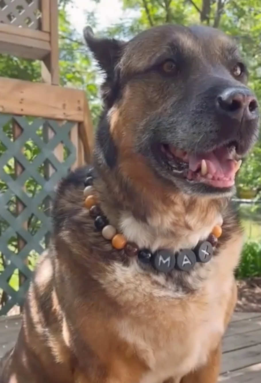 doesn’t even know what to say…#dogmom #dogdad #matching #dogcollar #collar
