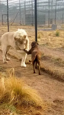 Funny dogs and animals #dog #pet #funnyvideo #funnyanimals #foryou 