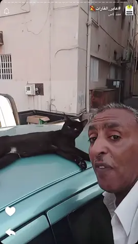 #عمان #البحرين #الشعب_الصيني_ماله_حل😂😂 #عابر_القارات🔕 #cats 