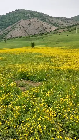 امین حبیبی تقدیم نگاه زیباتون 💫💫💫💫💫💫💫💫 #مریوان_بوکان_بانه_کرمانشاه_دیواندره_پاوه#سیدسادق  #کوردستان_سلێمانی_کەرکوک_هەولیر 