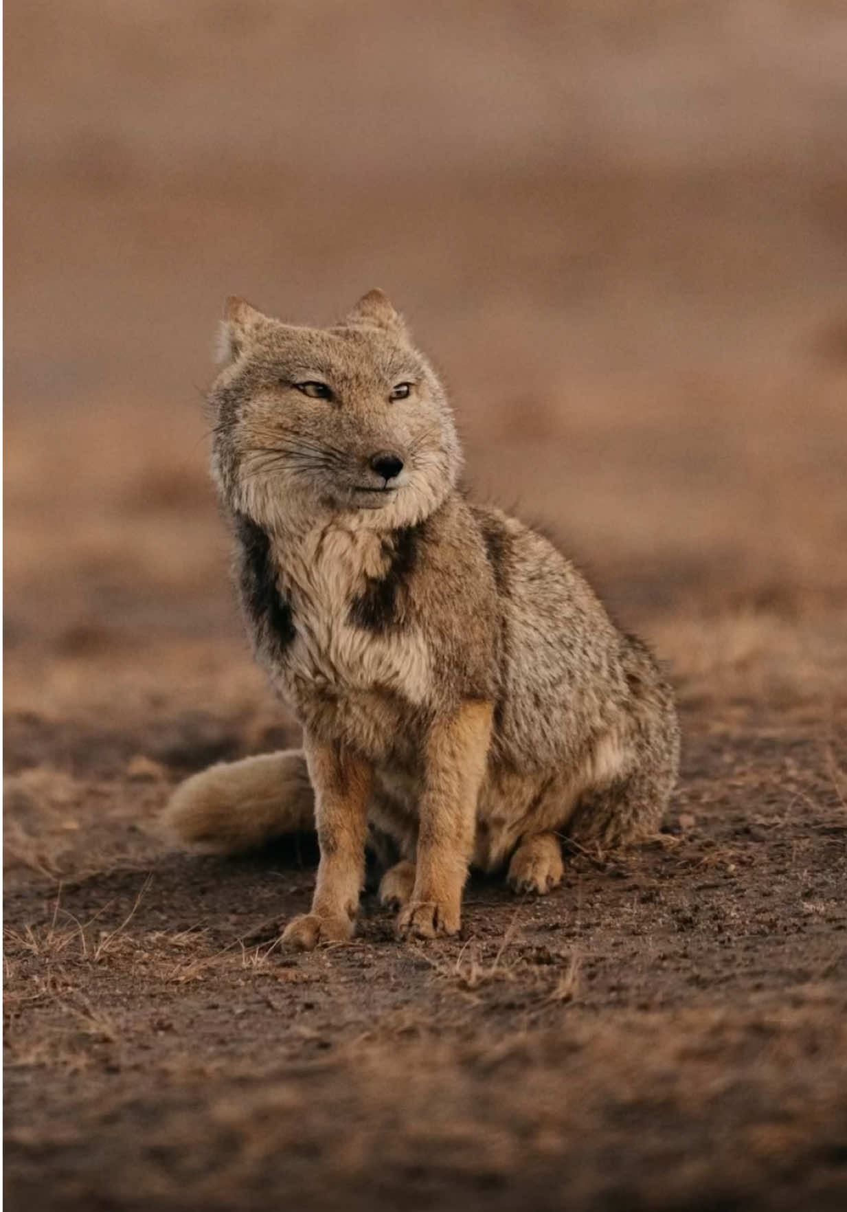 When the fox you drew in 5th grade comes alive… 😭  This is a Tibetan fox — it has the funniest square face and the most unbothered stare. They live way up on the Tibetan Plateau, usually hunting little marmots and pikas. Super rare to actually see one in person.  📍 in the middle of nowhere, Tibet