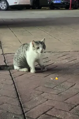 #catlover 