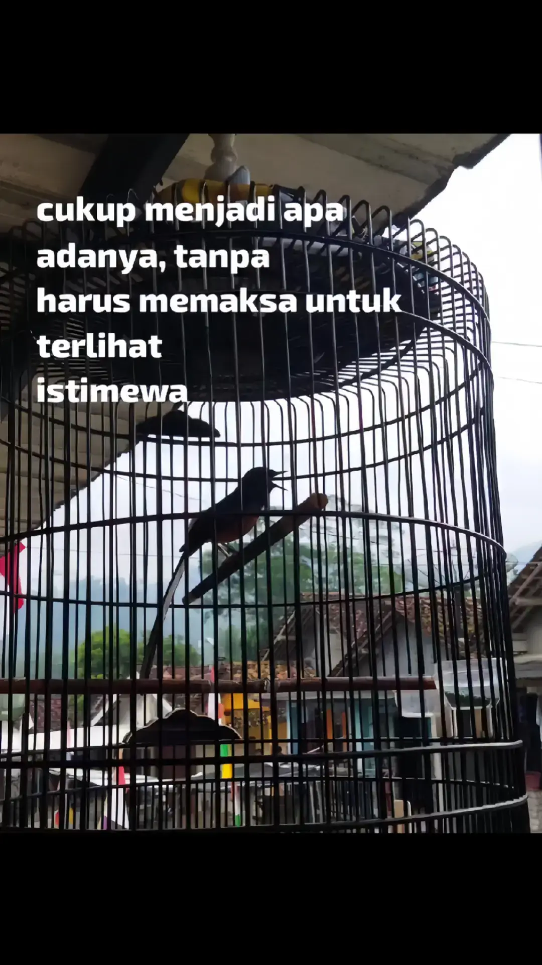 #muraibatuindonesia #kicaumania  #fyp #kicaumanianusantara  #wijayakusuma 