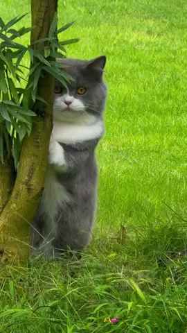 ဒိုတီ😘#Dottiecat #lovecat #viral #fyp 
