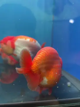 #ปลาสวยงาม #goldfish #นครปฐม #ฟีดดดシ #ranchugoldfish 