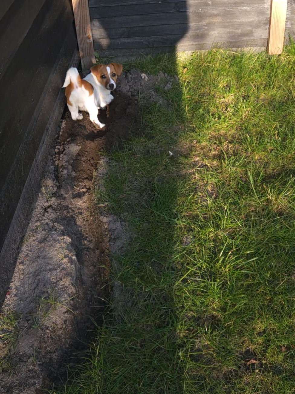 This is my hole. Bowie likes to dig. 🐾🐶🤎 #jackrussel #dogsoftiktok #jackrussellsoftiktok #jackrussellmoments #digging 