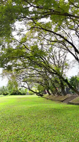 Lá Phổi xanh giữa lòng Tam Kỳ #tamky #danang #quangnam #xuhuongtiktok #tamkyquangnam 