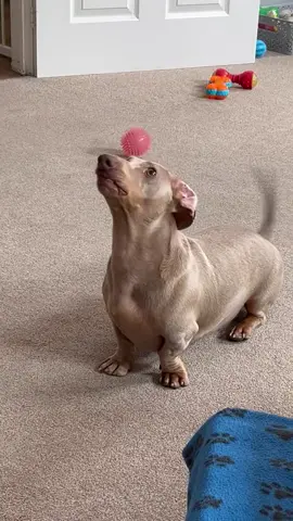 This dachshund is determined to catch that fly—will he finally succeed?#fyp #dogsoftiktok #dog #dachshund #tiktokviral 