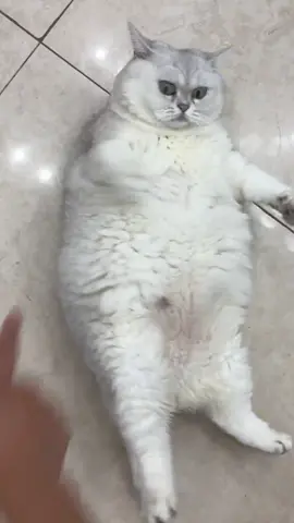 #мамайили #комару #кот #кошка #этонемногопухленький 
